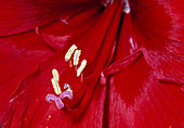 Hippeastum (Amaryllis)