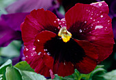 Viola wittrockiana (Pansy) Bl.00.00