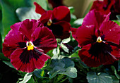 Viola wittrockiana, red (Pansy) Flower 00.00