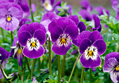 Viola cornuta Callisto 'Purple Bright Face' / Hornveilchen