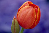 Tulipa 'Orange Bouquet' (Tulpe) 