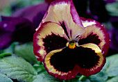 Viola wittrockiana multicoloured Pansy