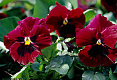 Viola wittrockiana red pansy