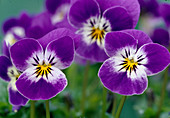 Viola cornuta Callisto 'Purple Bright Face'