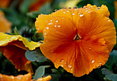 Viola wittrockiana orange pansy with water drop
