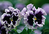 Viola wittrockiana 'Frizzle Sizzle' (Pansy) with frilled flowers