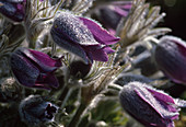 Pulsatilla pratensis (Wiesenküchenschelle, Wiesenkuhschelle) Bl. 00 00