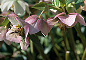 Helleborus orientalis (Lenzrose) 