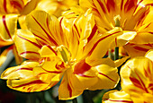Tulipa 'Monsella' (Double Early Tulip), bloom 00
