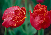 Tulipa Papagei Tulpe 'Karel Doormann' (Tulpen, Papageientulpen Bl 00)