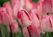 Tulipa 'Gander's Rhapsody' (tulips) Bl. 00