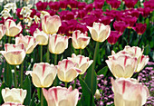 Tulipa Triumph Tulpe 'Meissner Porzellan' Bl 00
