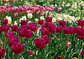 Tulipa Triumph Tulip 'Negrita' Bl 00