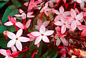 Jasminum officinalis mit rosa Blüten