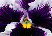 Viola wittrockiana 'Orchi Blue' Pansy Bl 00