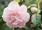 Camellia japonica 'Easter morn' Kamelie Bl 00