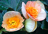 Begonia Elatior Hybr Begonie