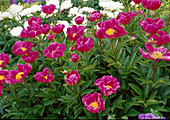 Paeonia lactiflora 'Meissonier' (Peony)