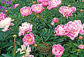 Paeonia lactiflora 'Do