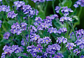 Myosotis sylvatica Vergißmeinnicht Bl 00