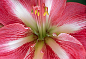 Hippeastrum