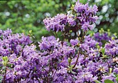 Rhododendron impetitum'Azurica' Bl 01