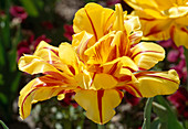 Tulipa 'Monsella' Gefüllte frühe Tulpe