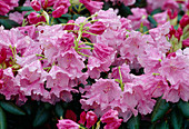 Rhododendron pink