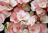 Begonia Elatior