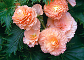 Begonia Elatior (begonia in light blue pots)