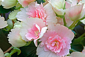 Begonia elatior 'Kristy Franje' (fringed begonia)