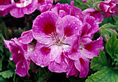 Pelargonium Grandiflorum (Edel-Geranie)