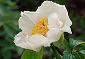 Paeonia hyb. 'Chalice' (Peony) BL 00