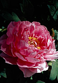 Paeonia suffruticosa 'Shin Shichifukujin' (Peony)