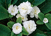 Primula acaulis 'Dawn Ansell' (Stuffed Primrose Bl 00)