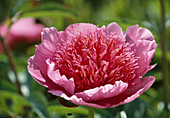 Paeonia Hyb. 'Raspberry Rose' Peony Bl 01