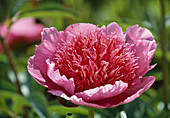 Paeonia Hyb. 'Raspberry Rose' Pfingstrose Bl 01