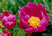 Paeonia lactiflora 'Meissonier' (Peony)