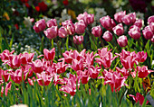 Tulipa 'Wonderful' (Tulpen) Bl 00