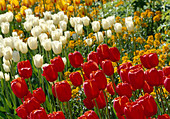 Tulipa 'Simple Late' (tulip) 'Avignon' Bl 00