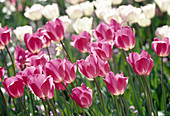 Tulipa triumph tulip 'Don Quixote' Bl 00