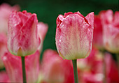 Tulip (Triumph Tulip) 'Ganders Rhapsody