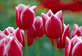 Tulipa-Triumph Tulpe 'Lustige Witwe' mit Tautropfen