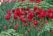 Tulipa - Triumph Tulip 'Oscar' Bl 00