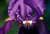 Iris Barbata Elatior 'Dark Triumph' (High Iris) BL01