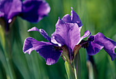 Iris sibirica 'Caesar's Brother' (meadow iris)