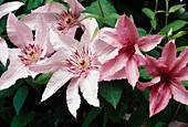 Clematis 'Hagley Hybrid' (Wood Vine) BL01