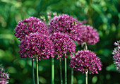 Allium aflatunense 'Purple Sensation' (Purpurkugellauch)