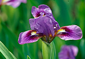 Iris Barbata nana 'Rosentraum' (niedrige Bartiris)