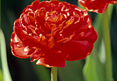 Tulipa (Gefüllte späte Tulpe) 'Miranda' BL 00